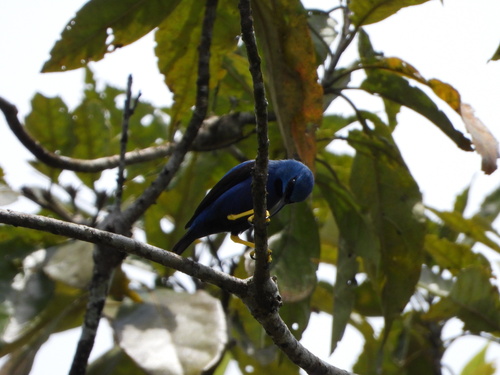 Shining Honeycreeper (Cyanerpes lucidus), photo 6