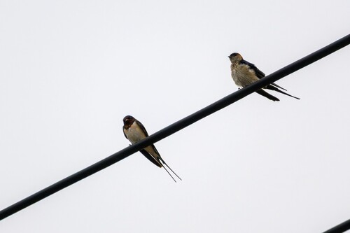 Barn Swallow