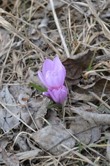 Colchicum bulbocodium versicolor