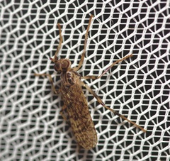 Boreothrinax maculipennis