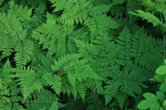 Dryopteris amurensis