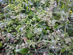 Veronica hederifolia