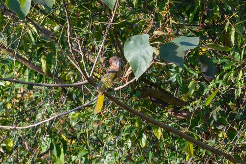 Mountain Bulbul
