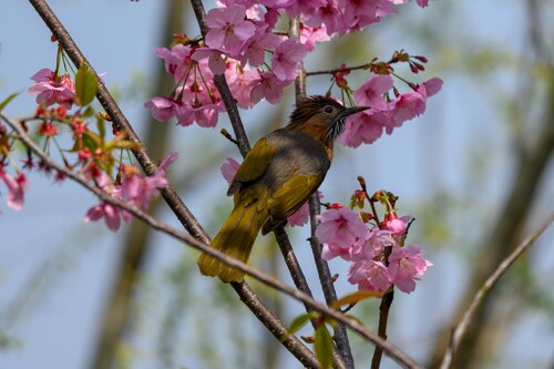 Mountain Bulbul