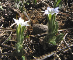 Gentiana leucomelaena