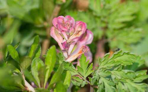 Corydalis edulis (Corydalis edulis)