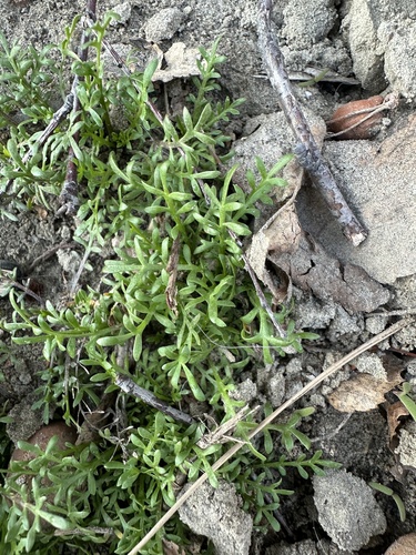 Common Peppergrass (Lepidium densiflorum)