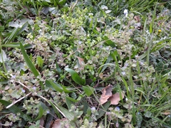 Veronica hederifolia