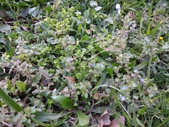 Veronica hederifolia