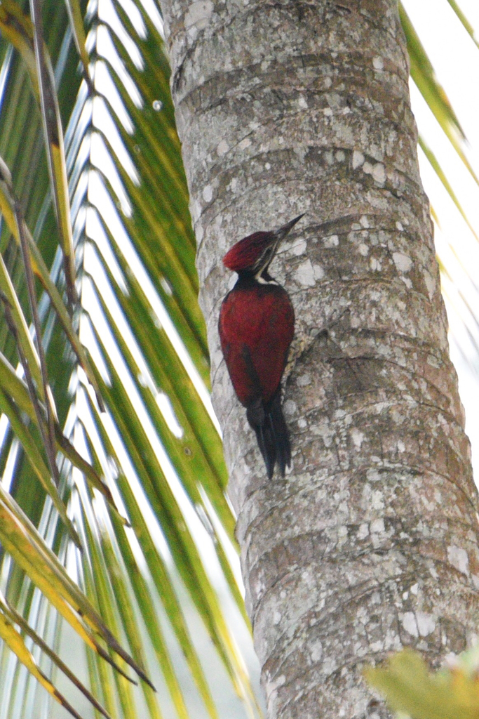 Red-Backed Flameback
