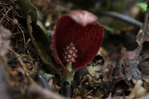 Symplocarpus nipponicus iNat (2)