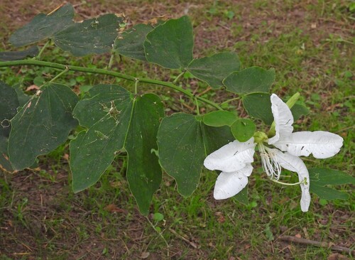 Cow's-Foot (Bauhinia forficata)