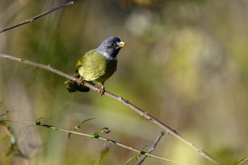 Collared Finchbill