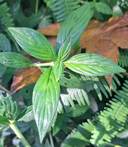 Hexasepalum sarmentosum observed 2026-03-21
