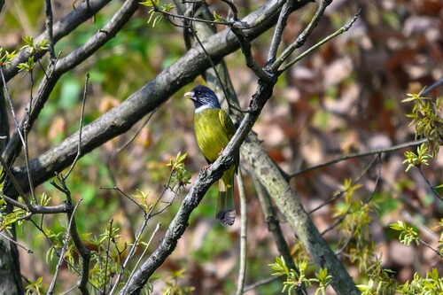 Collared Finchbill