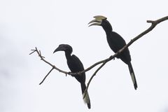 Anthracoceros malayanus