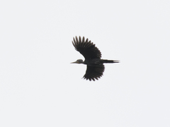 Mulleripicus pulverulentus