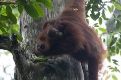 Pongo pygmaeus morio