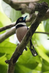 Eurylaimus ochromalus