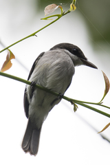 Hemipus hirundinaceus