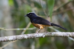 Copsychus stricklandii stricklandii