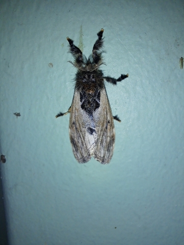Variegated Vapourer