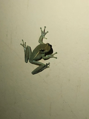 Trachycephalus mesophaeus