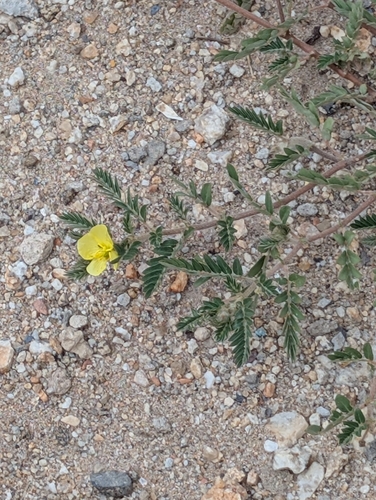 Arid Devilthorn