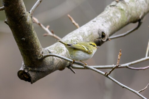 Pallas's Leaf Warbler