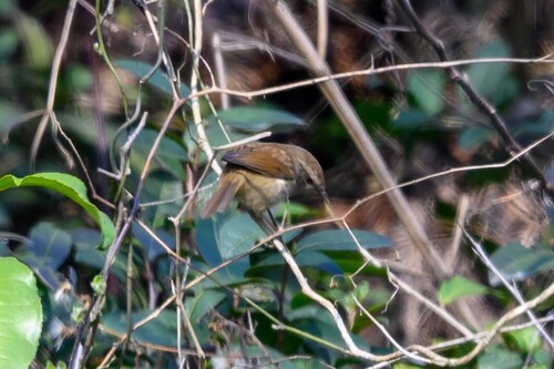 Brownish-flanked Bush Warbler