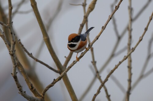 Black-throated Tit