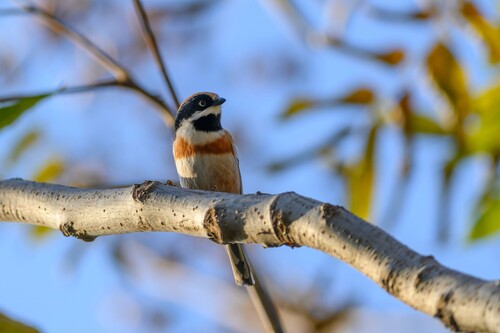 Black-throated Tit