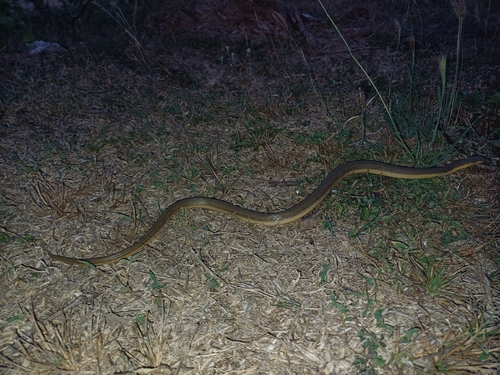 Split Keelback
