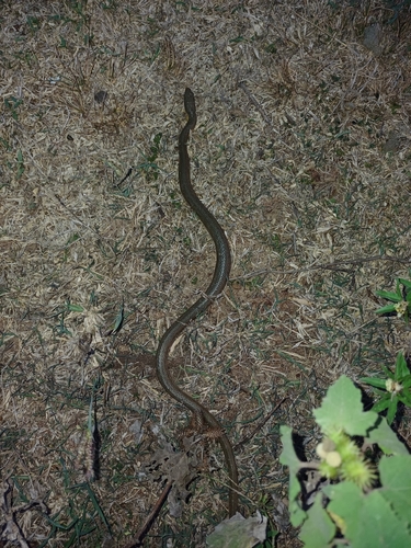 Split Keelback