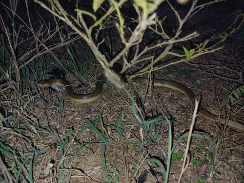 Split Keelback