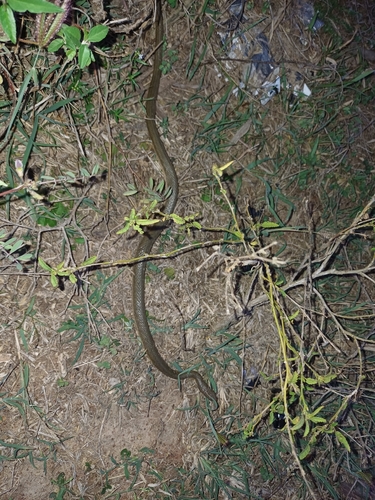 Split Keelback