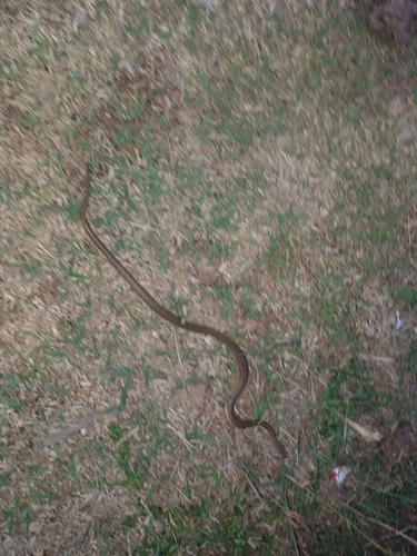 Split Keelback