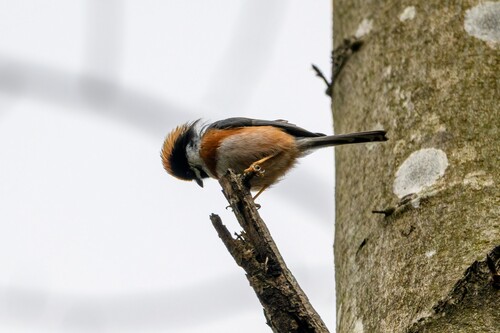 Black-throated Tit