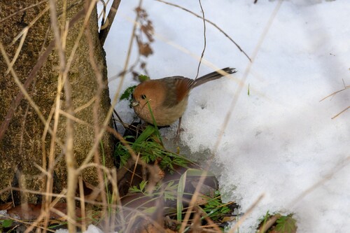 Vinous-throated Parrotbill