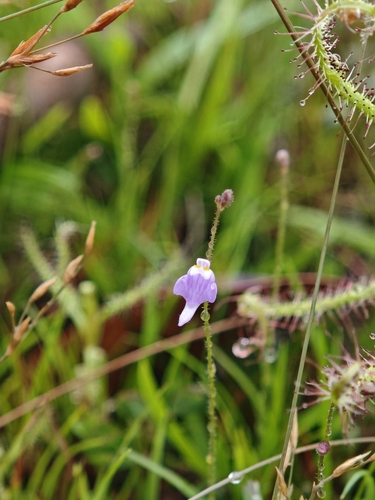Utricularia hirta
