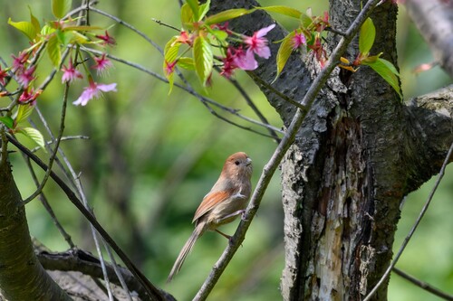 Vinous-throated Parrotbill