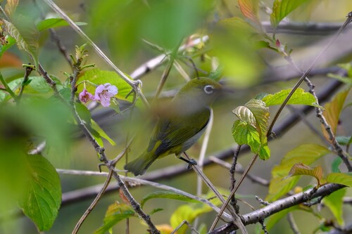 Swinhoe's White-eye
