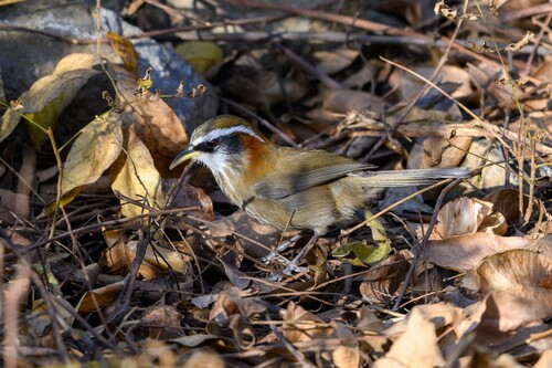 Streak-breasted Scimitar-Babbler