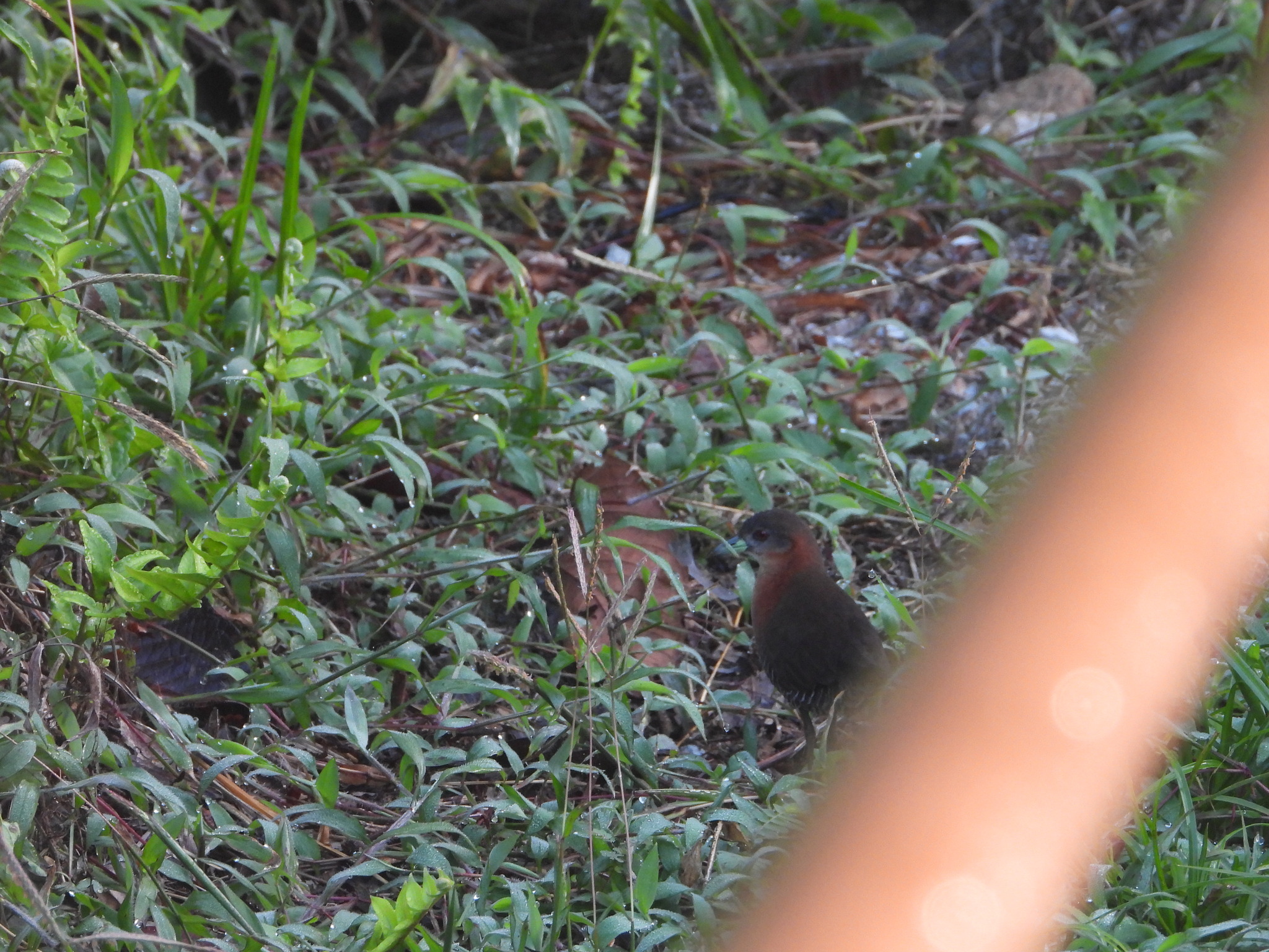 White-throated Crake (Laterallus albigularis), photo 1