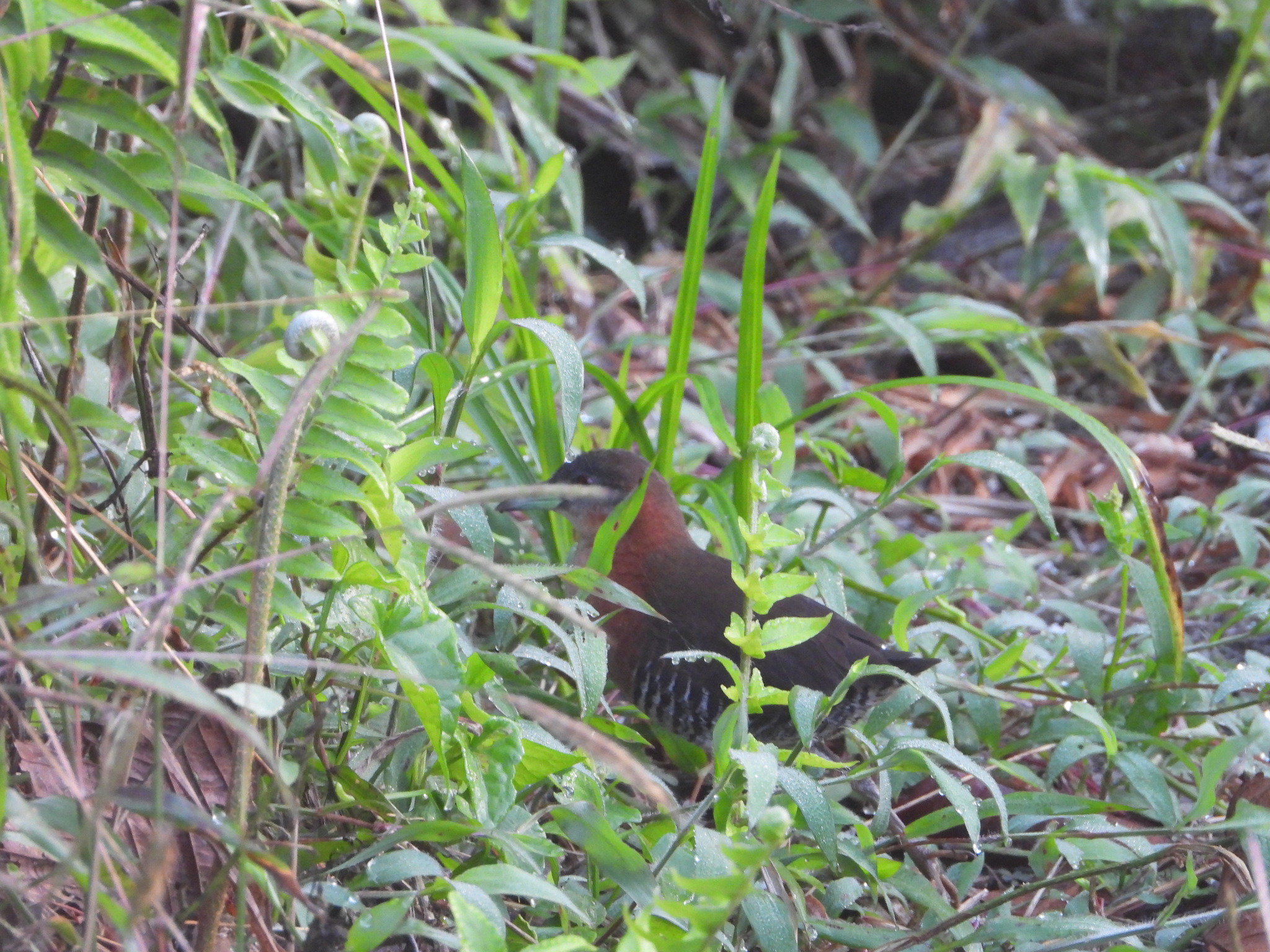 White-throated Crake (Laterallus albigularis), photo 2