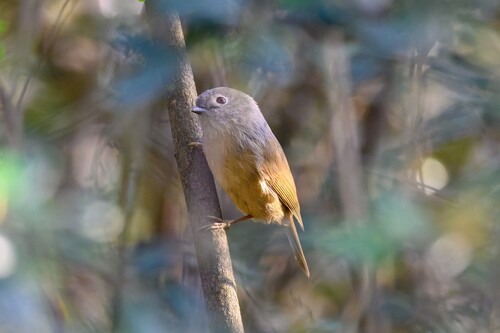 David's Fulvetta