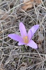 Colchicum bulbocodium versicolor