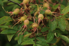 Rosa amblyotis