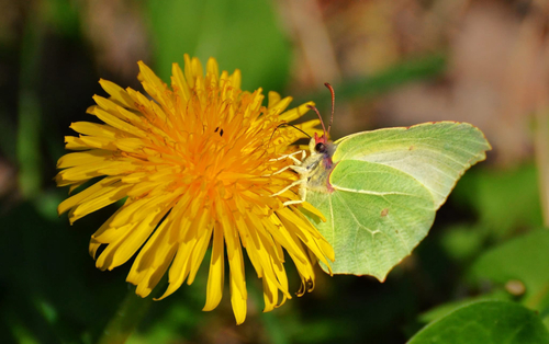 Common Brimstone
