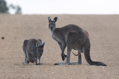 Western Grey Kangaroo photo 3